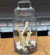 Terrariums