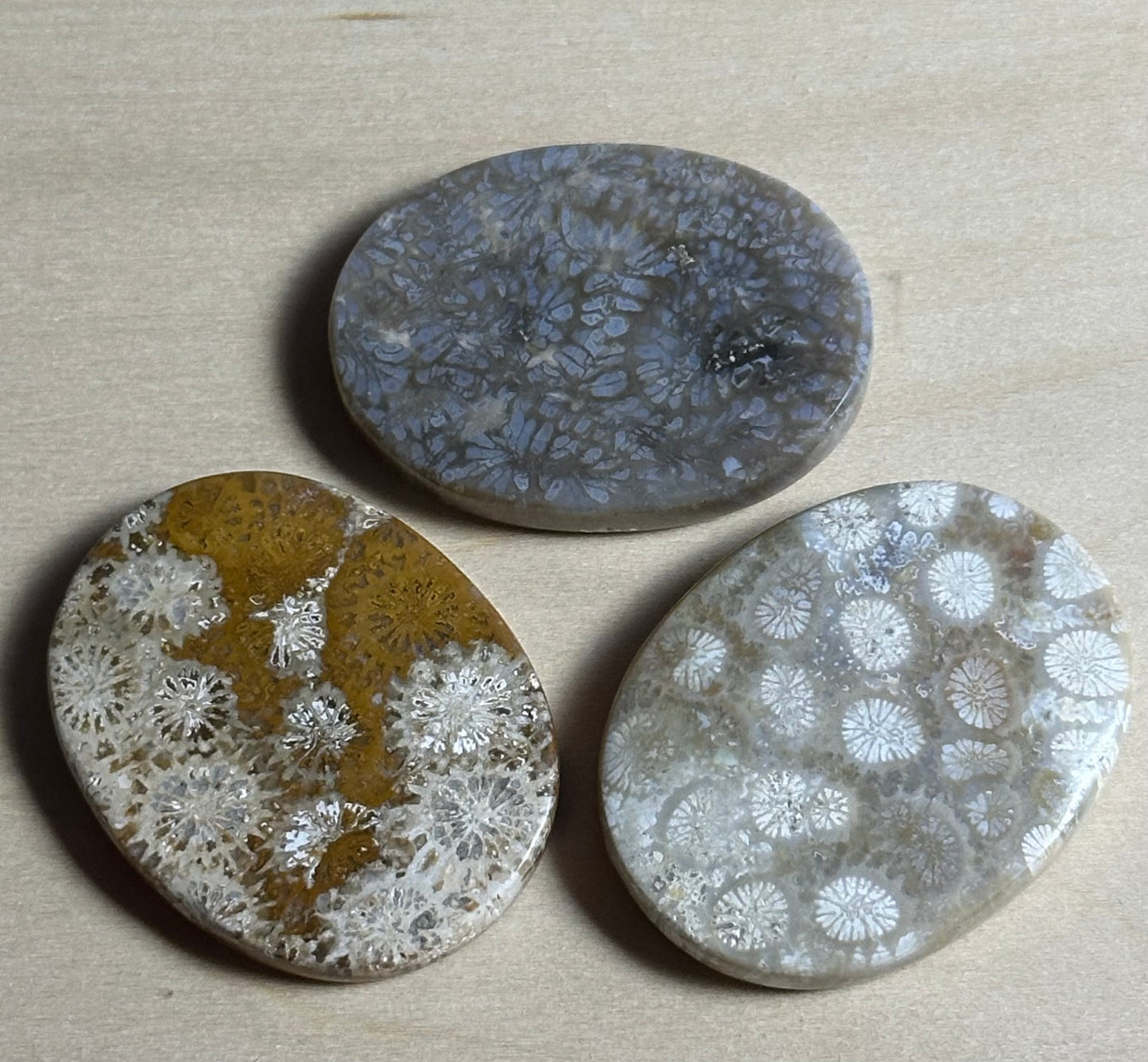 Fossils