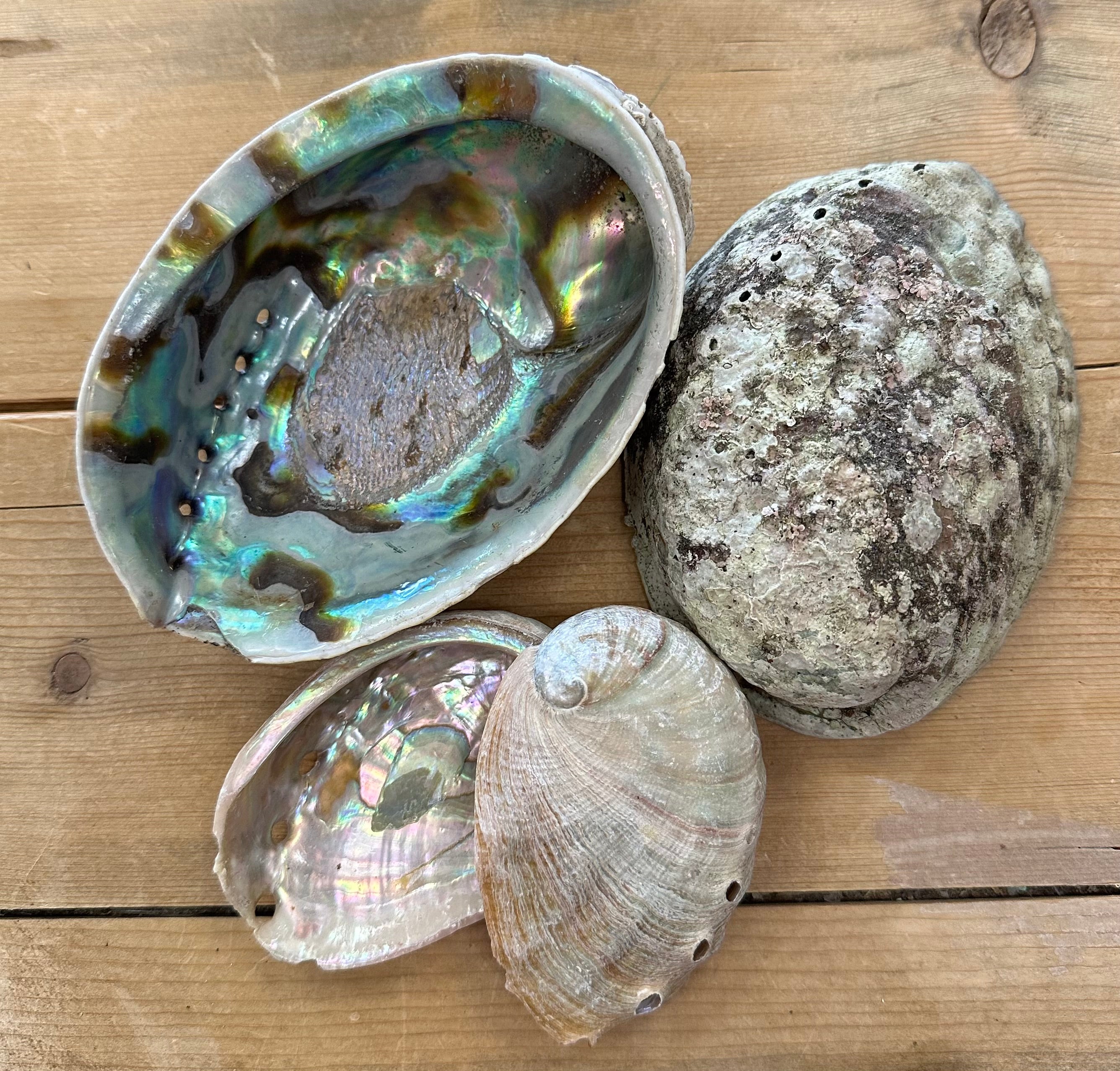 Abalone Shells