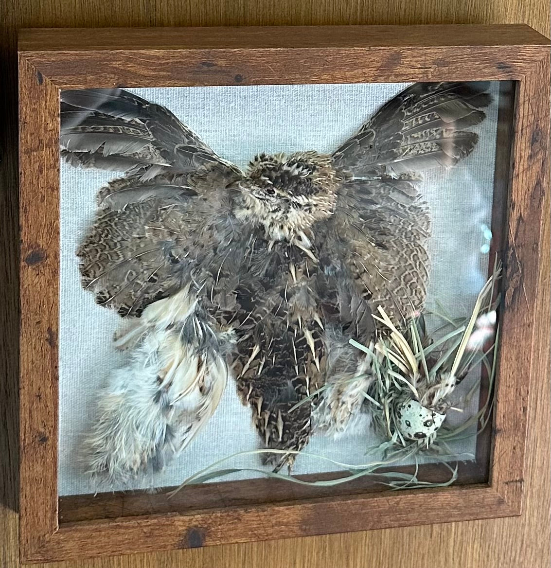 Quirky Quail