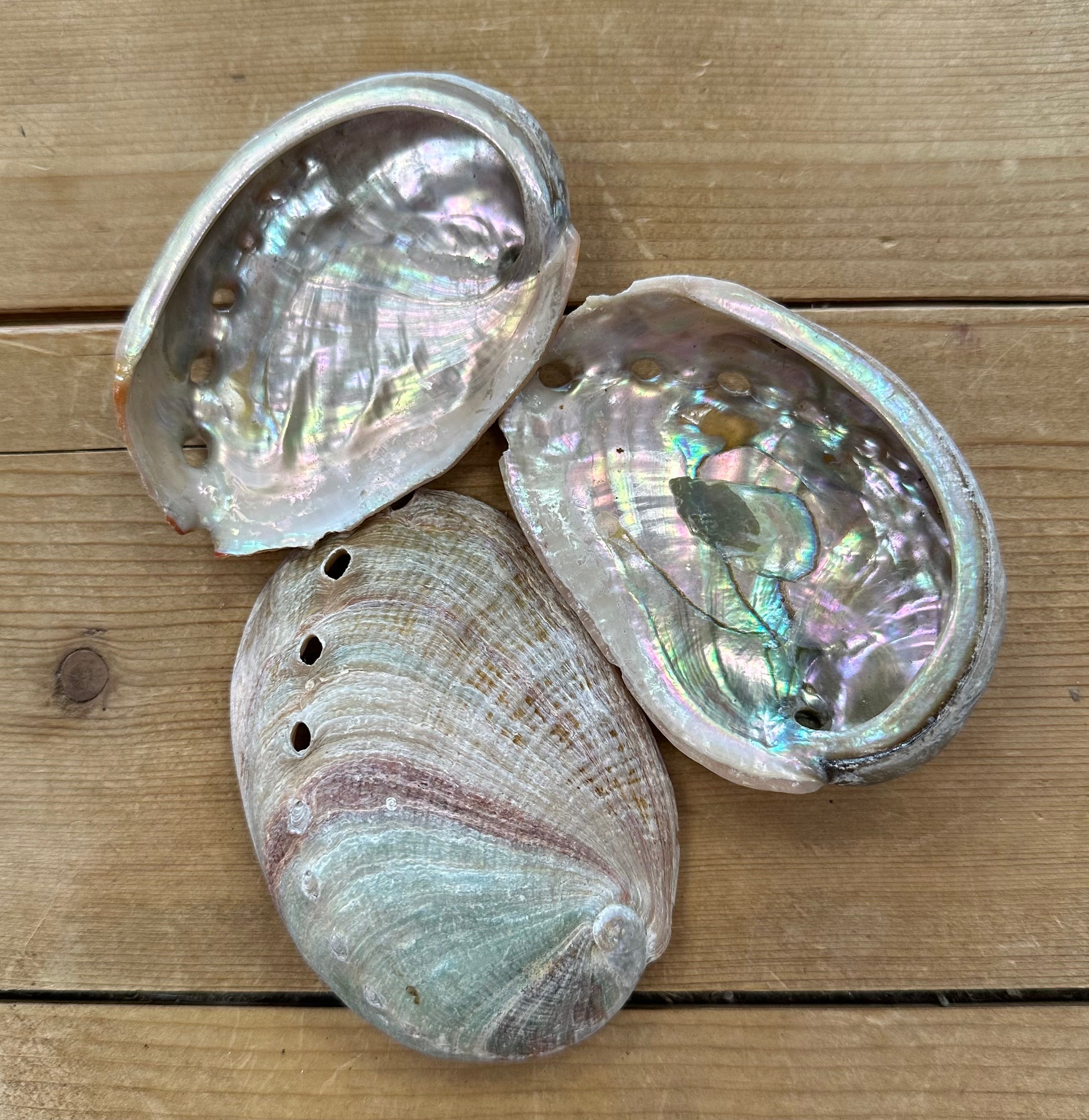 Abalone Shells