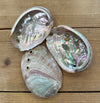 Abalone Shells