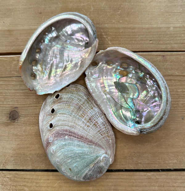 Abalone Shells