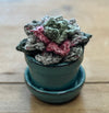 Marshthistle Designs Fiber Art