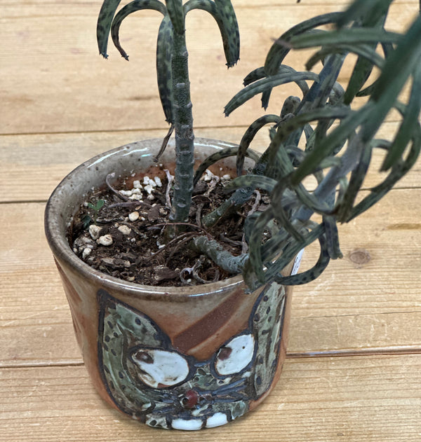 Lottie Damn Dot Pottery