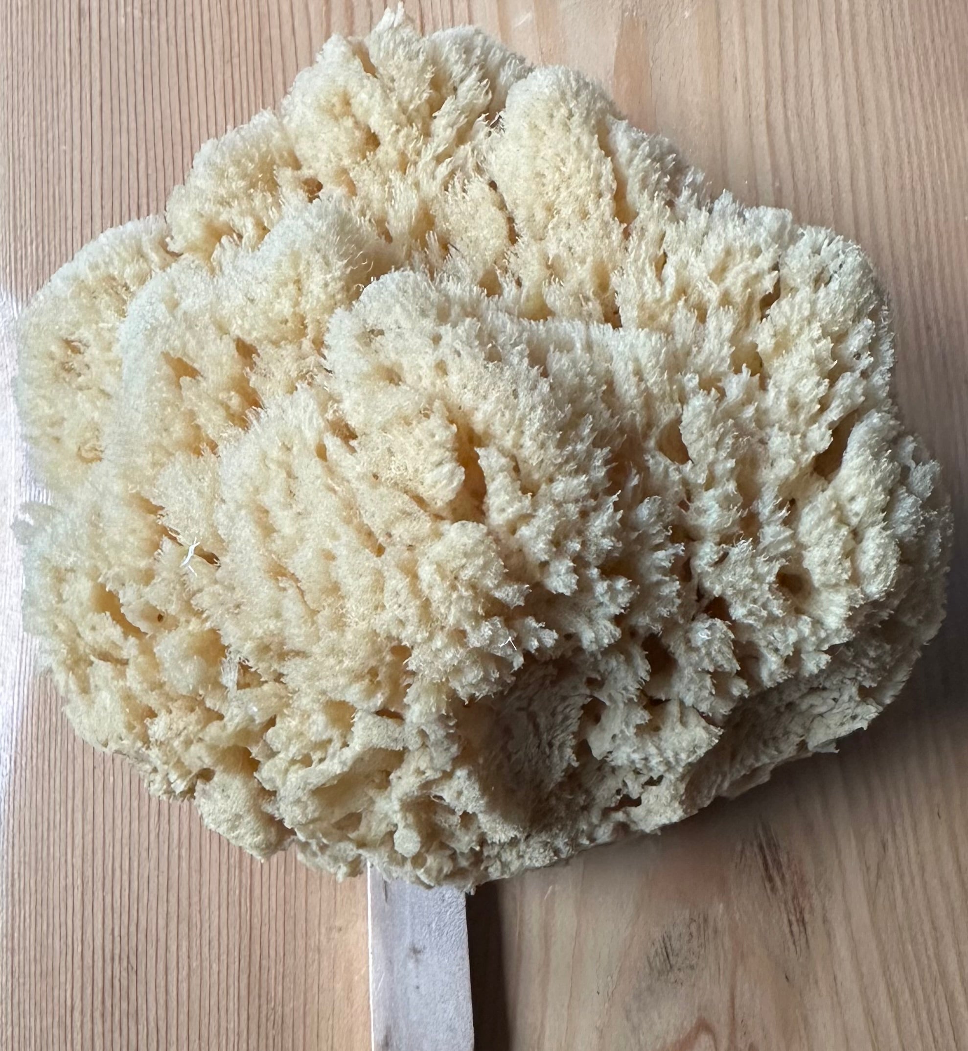 Organic Sea Sponges