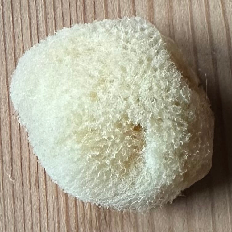 Organic Sea Sponges