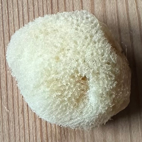 Organic Sea Sponges