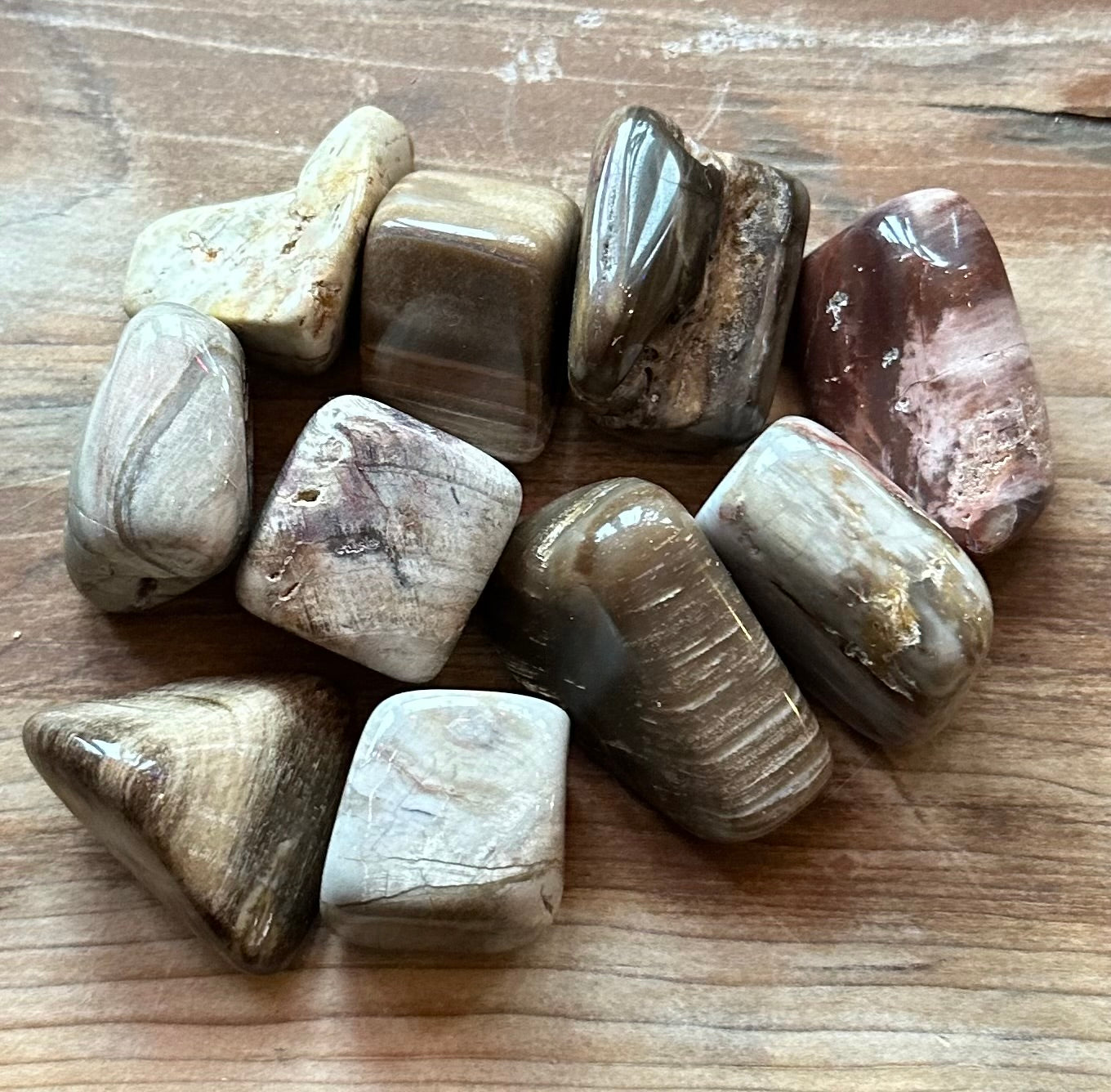 Petrified Wood