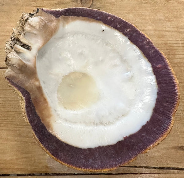 Hallazgos antiguos