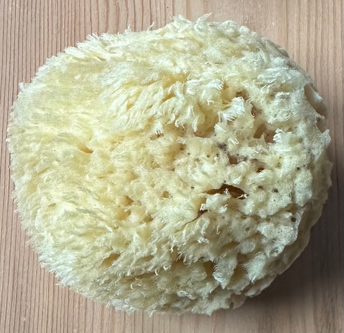 Organic Sea Sponges