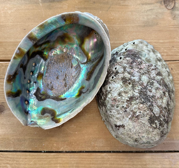 Abalone Shells