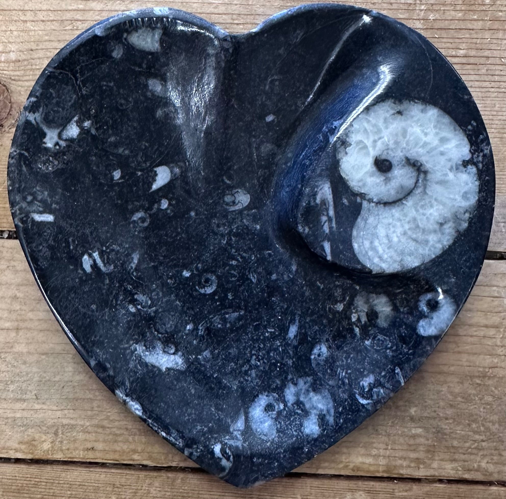 Fossils