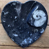 Fossils