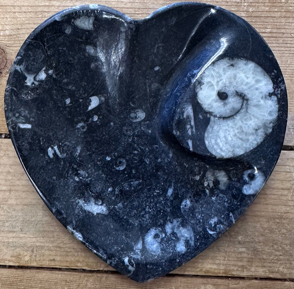 Fossils