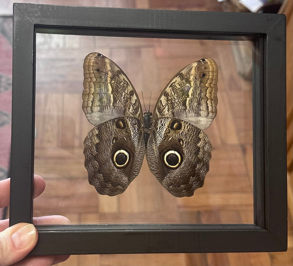 Butterfly Entomology