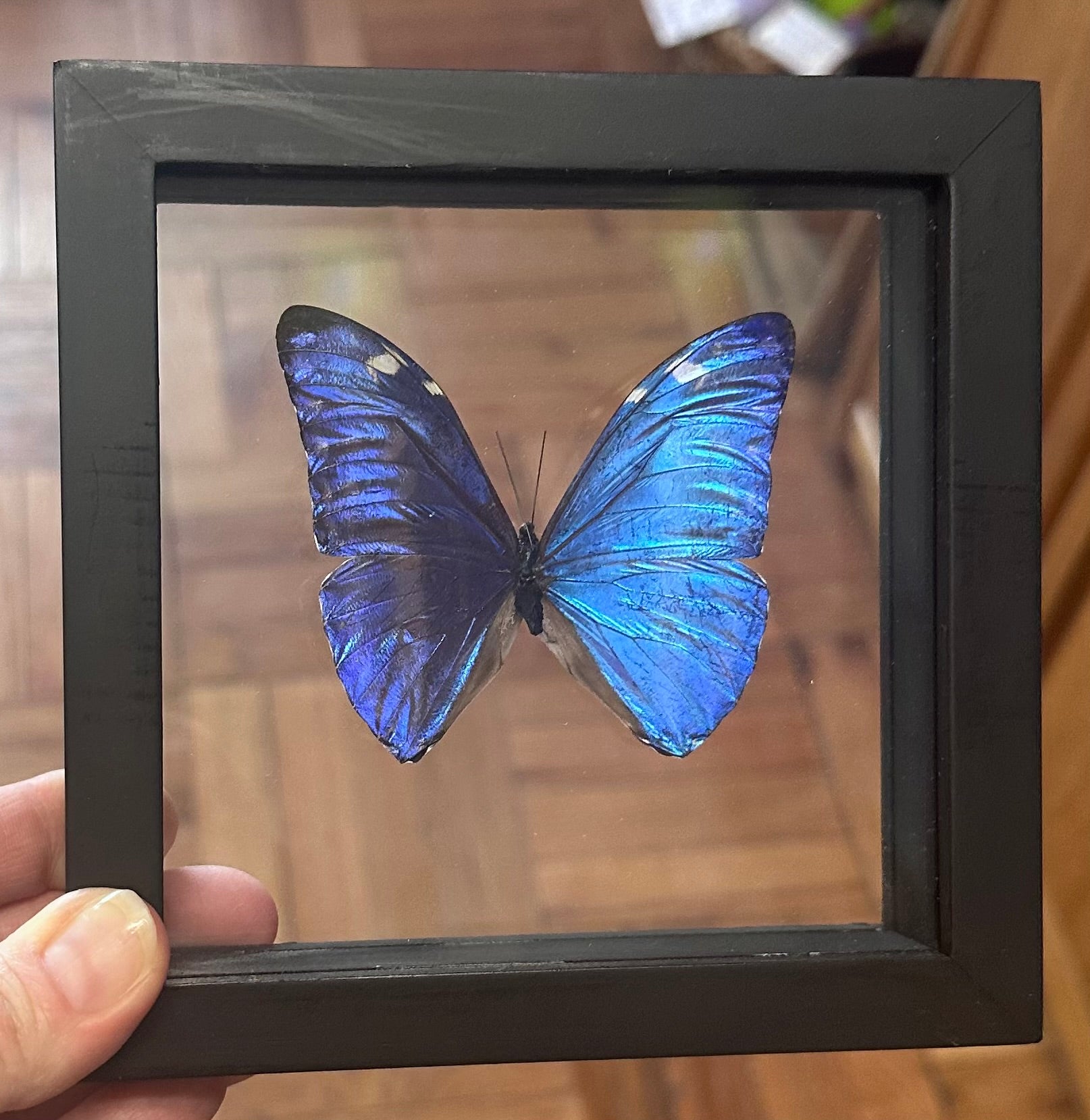 Butterfly Entomology