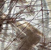 Rutilated Quartz