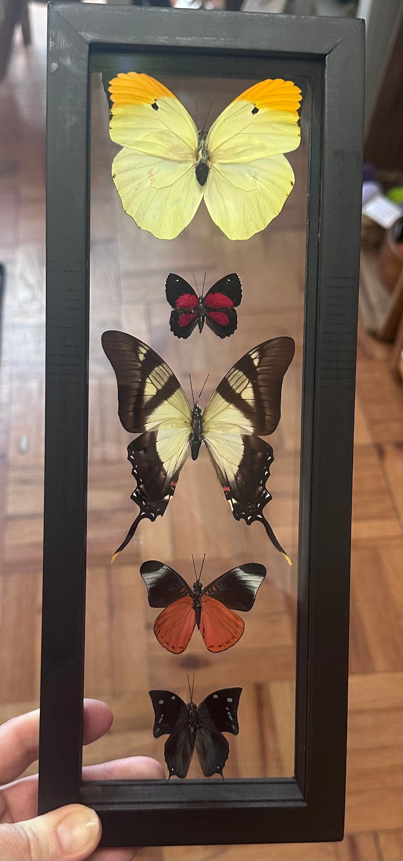 Butterfly Entomology