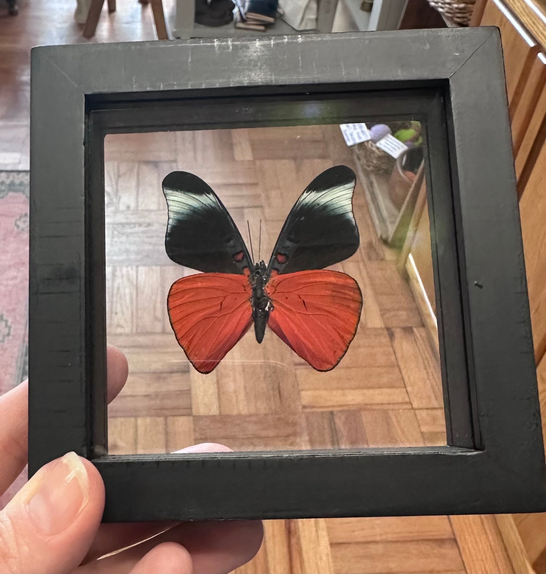 Butterfly Entomology