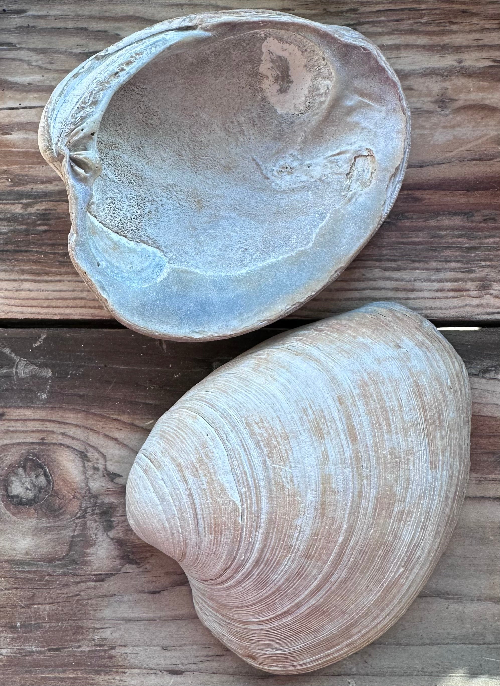 Fossils
