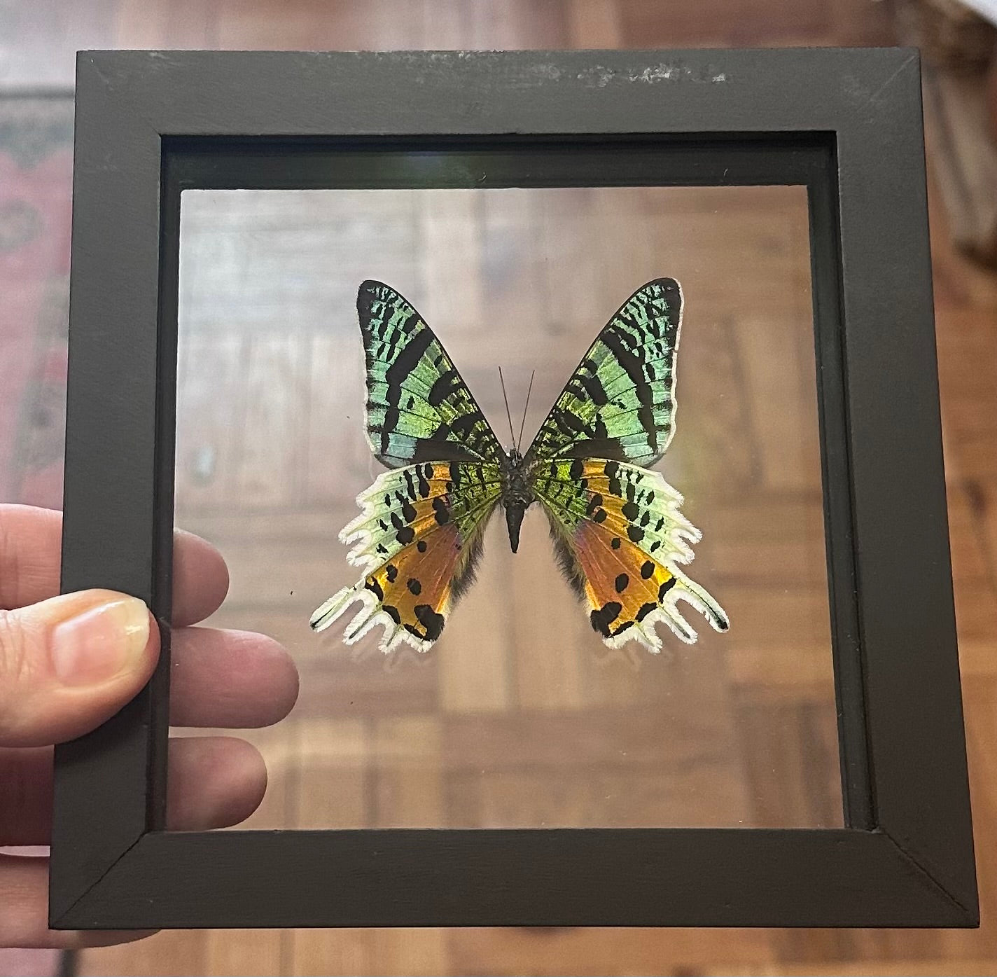 Butterfly Entomology