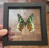 Butterfly Entomology