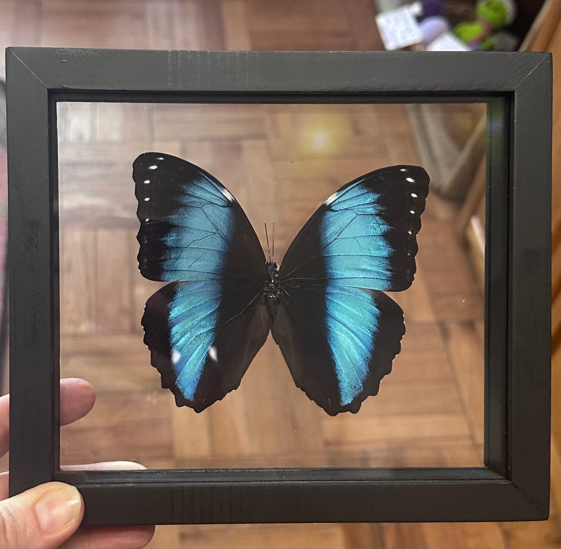 Butterfly Entomology