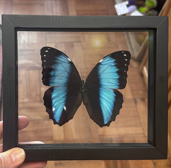 Butterfly Entomology